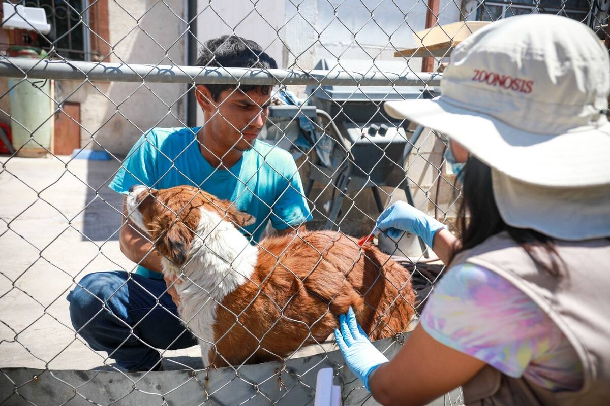 Confirman 20 casos de rickettsia y 9 defunciones durante primera semana de abril en Sonora
