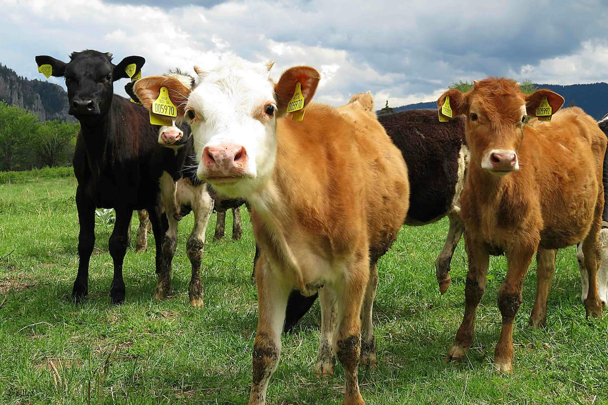 De 13 vacas prestadas a producir 12 millones de litros de leche: así un joven productor creó su propia fábrica de lácteos para ayudar a su familia economicamente