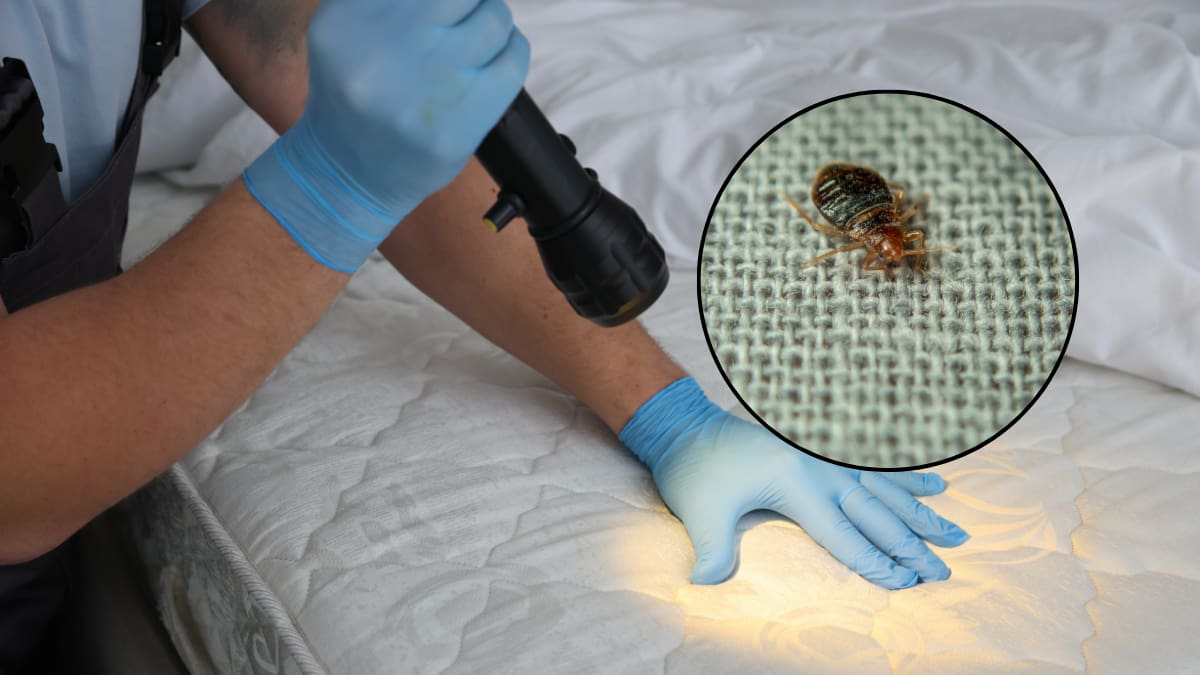 Chinches en temporada de calor: cómo identificarlas, qué riesgos tienen y cómo combatirlas en casa