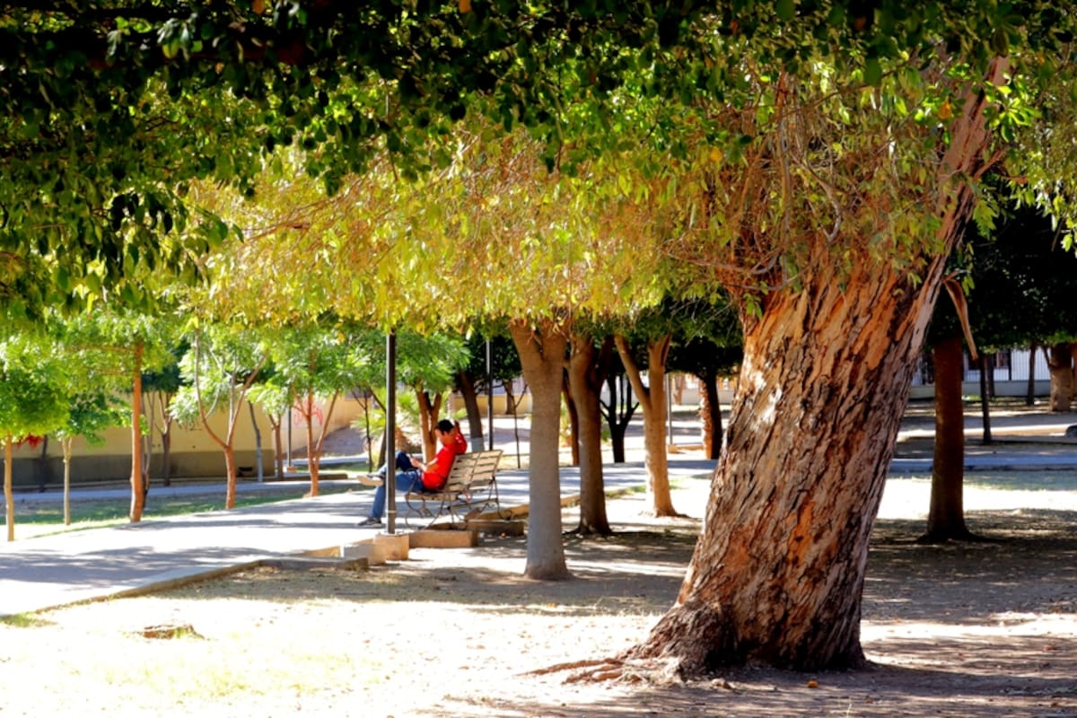 En Hermosillo tienen lento crecimiento las áreas verdes