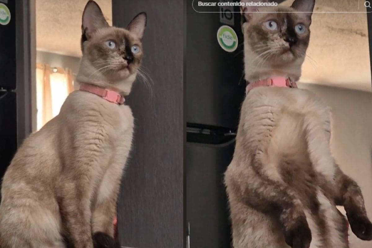 Gato reacciona al sonido egipcio y se hace viral