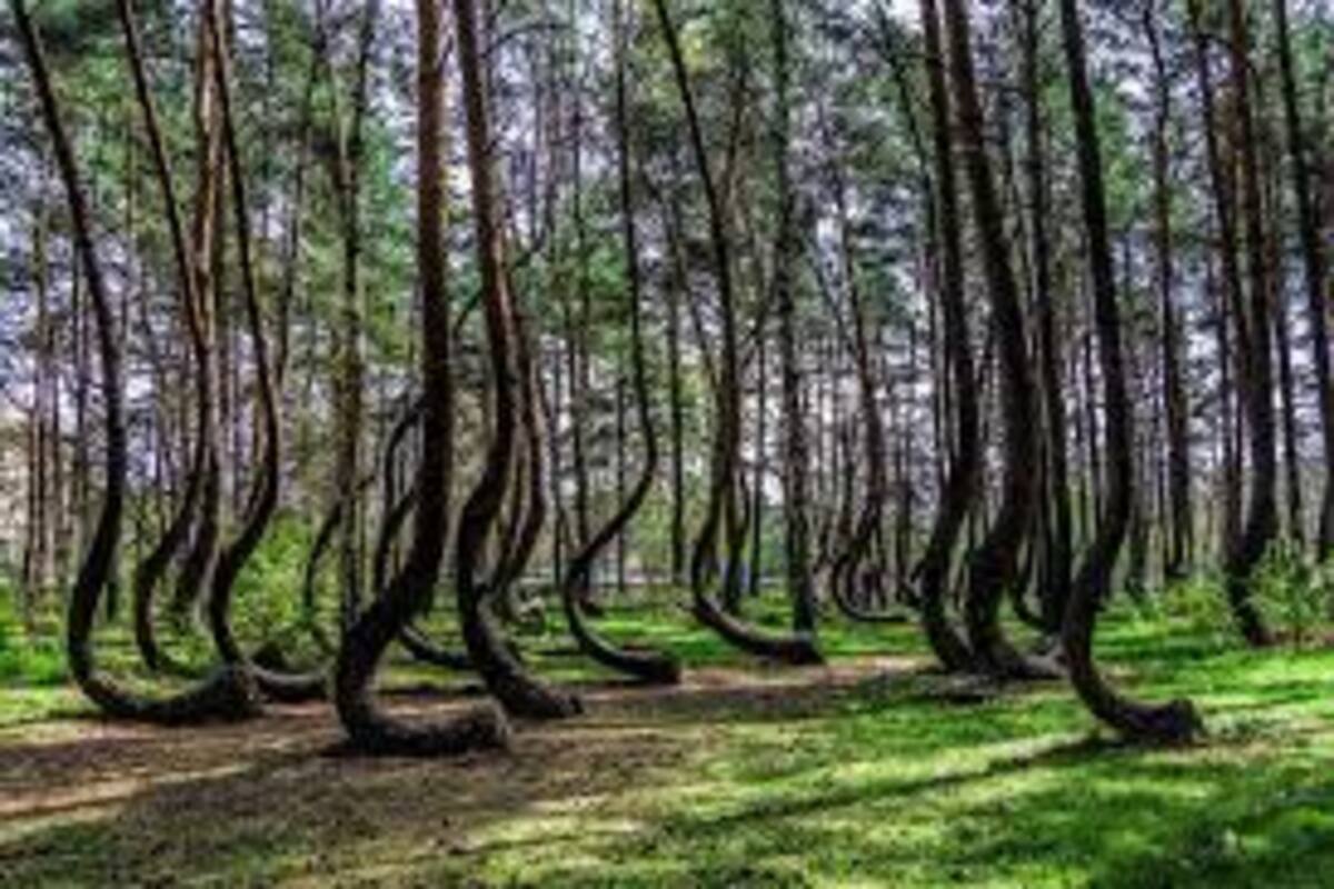 Encuentran extraño e interesante bosque, gracias a Google Maps