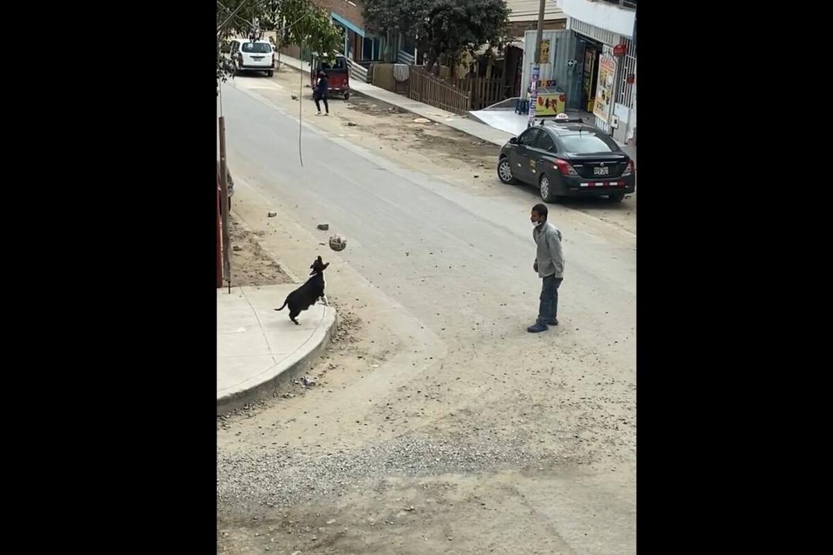 TIKTOK: Perrita juega fútbol con su dueño y se vuelve viral