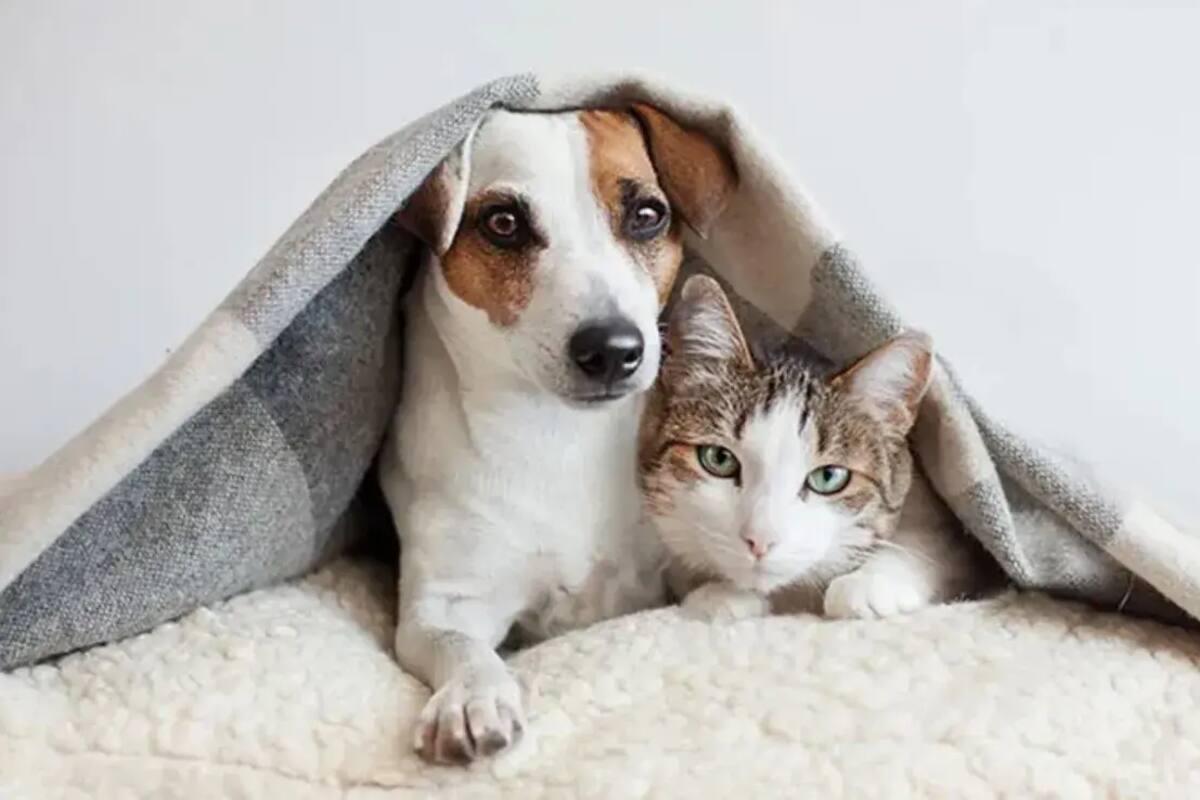 Rescatistas de SLRC suspenden adopciones de mascotas este mes para evitar que sean usados en “brujería”