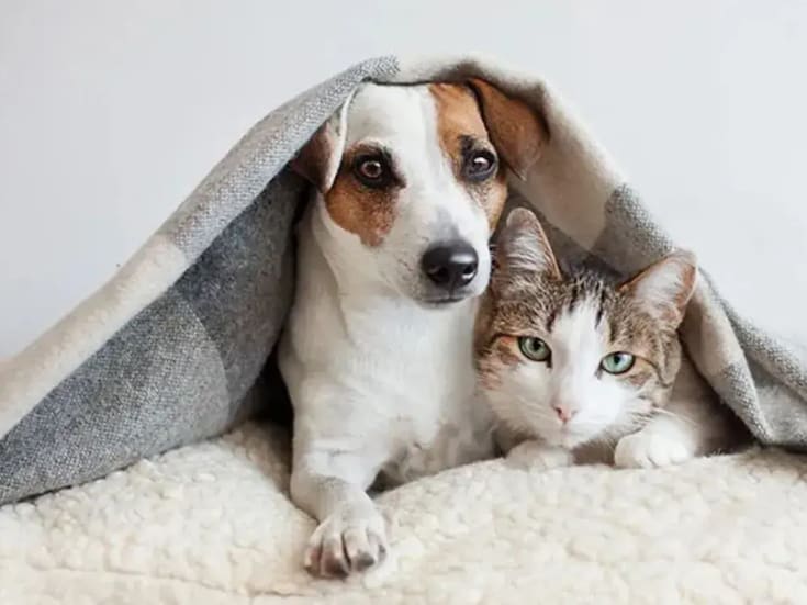 Rescatistas de SLRC suspenden adopciones de mascotas este mes para evitar que sean usados en “brujería”