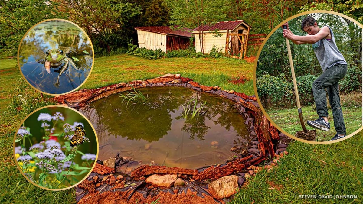 A los 14 años cavó un estanque para una tarea escolar, nueve años después aquel proyecto convirtió el patio de su casa en un refugio para ranas, sapos, aves e insectos