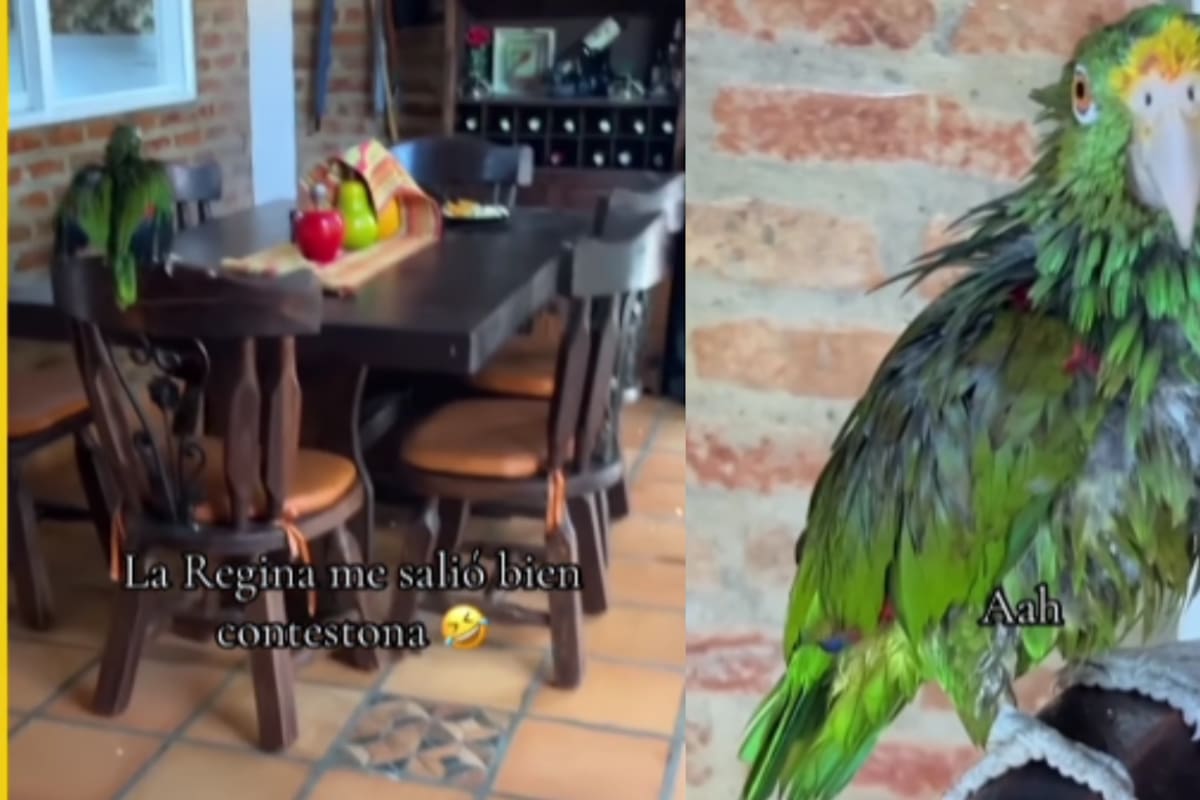 “No quiere comer”: Mujer comparte las respuestas hilarantes que le da su loro, e incluso el ave se pone a cantar