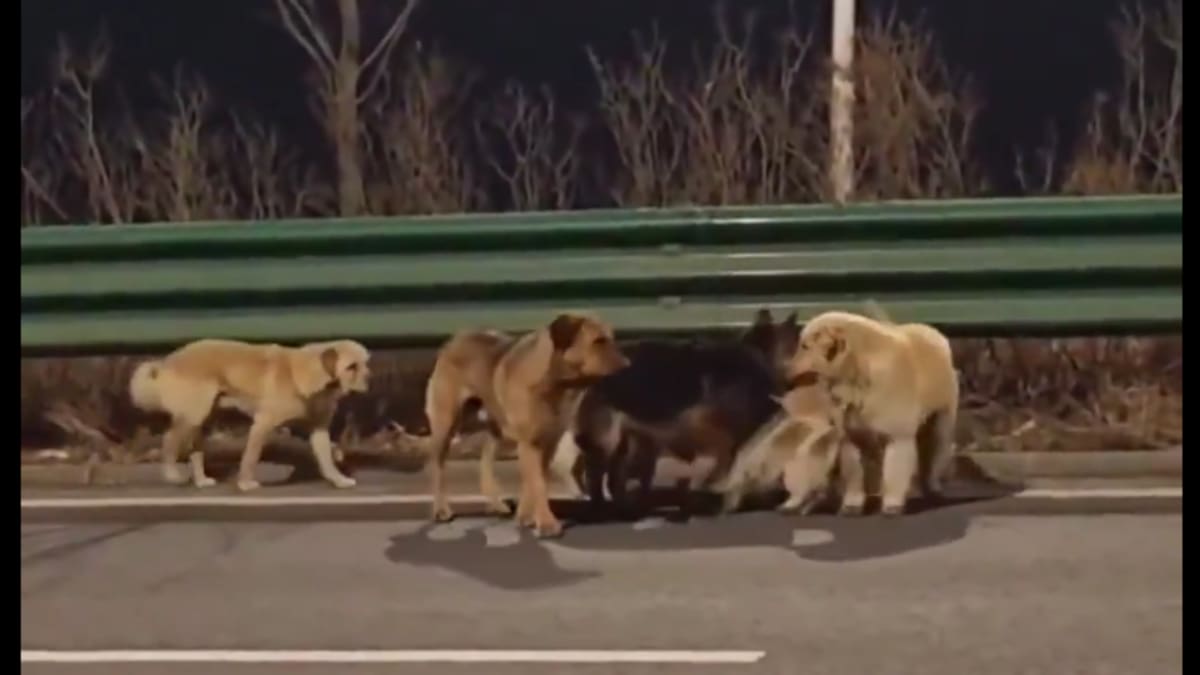 Como guión de una cinta Disney: Siete perros robados recorren 17 km para volver a casa tras huir de traficantes en China