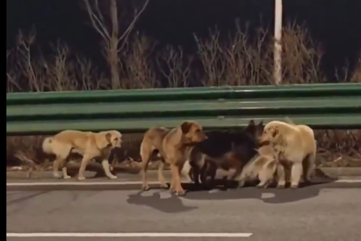 Como guión de una cinta Disney: Siete perros robados recorren 17 km para volver a casa tras huir de traficantes en China