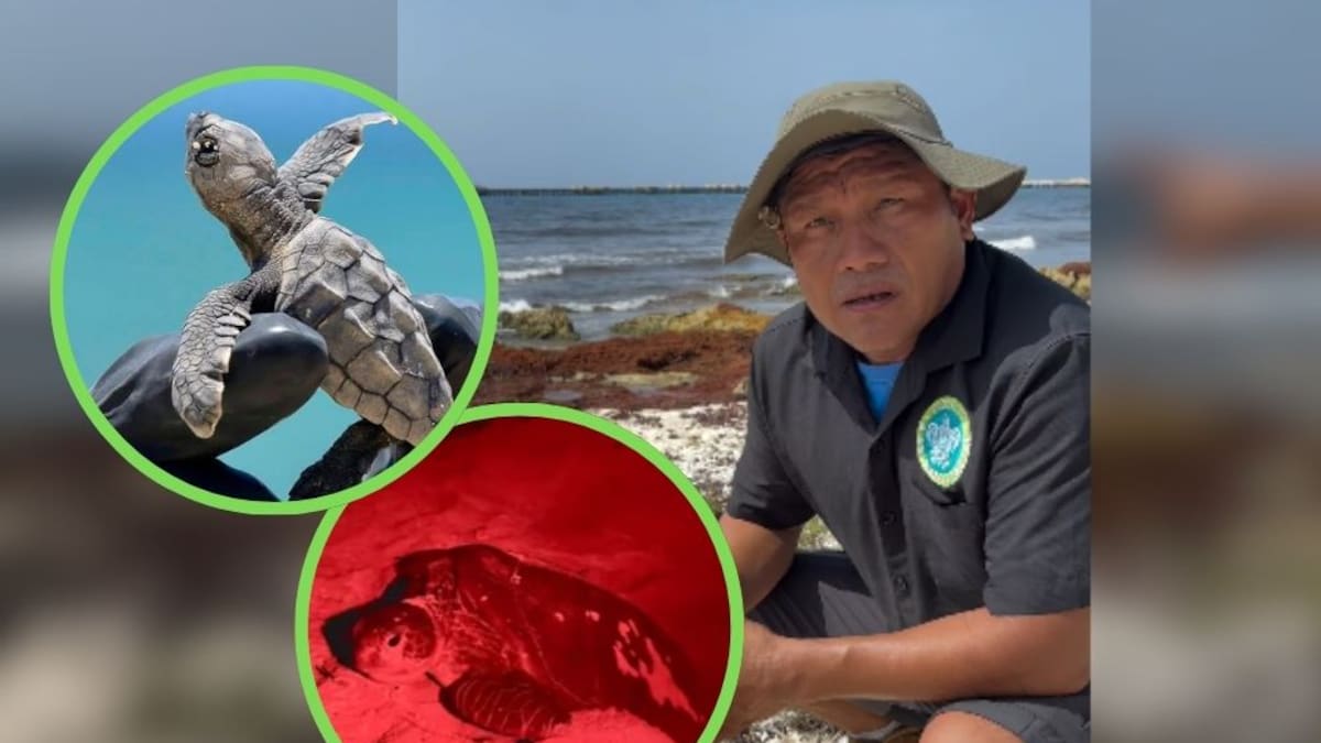 Aunque Royal Caribbean defendió su estudio de impacto ambiental para Perfect Day, el nacimiento de tortugas en Mahahual y los 17 nidos en Playa Chacchí se convirtieron en la prueba científica que demuestra la falsa documentación de la empresa