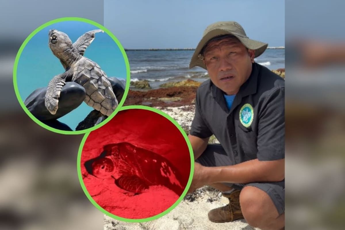 Aunque Royal Caribbean defendió su estudio de impacto ambiental para Perfect Day, el nacimiento de tortugas en Mahahual y los 17 nidos en Playa Chacchí se convirtieron en la prueba científica que demuestra la falsa documentación de la empresa