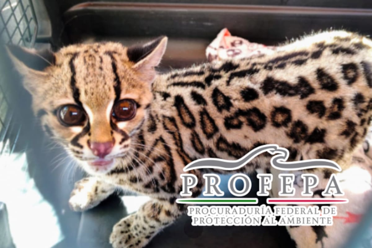 Hallan tigrillo en domicilio de CDMX; ejemplar en peligro de extinción fue trasladado al Zoológico de Chapultepec