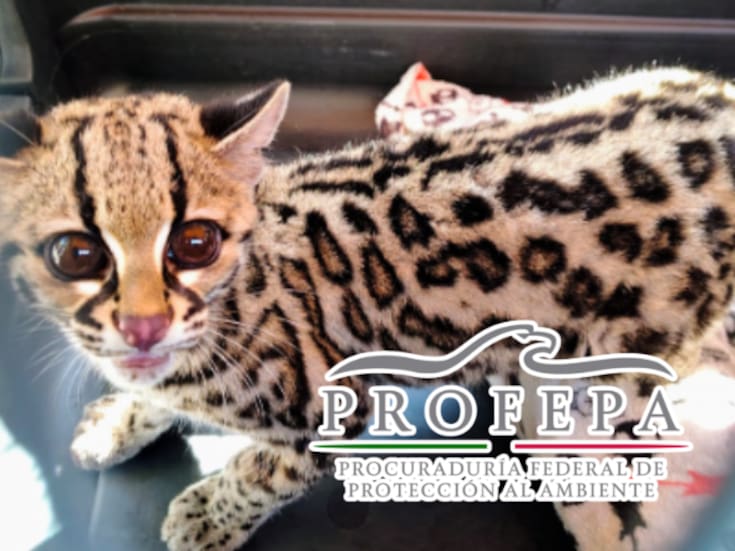 Hallan tigrillo en domicilio de CDMX; ejemplar en peligro de extinción fue trasladado al Zoológico de Chapultepec
