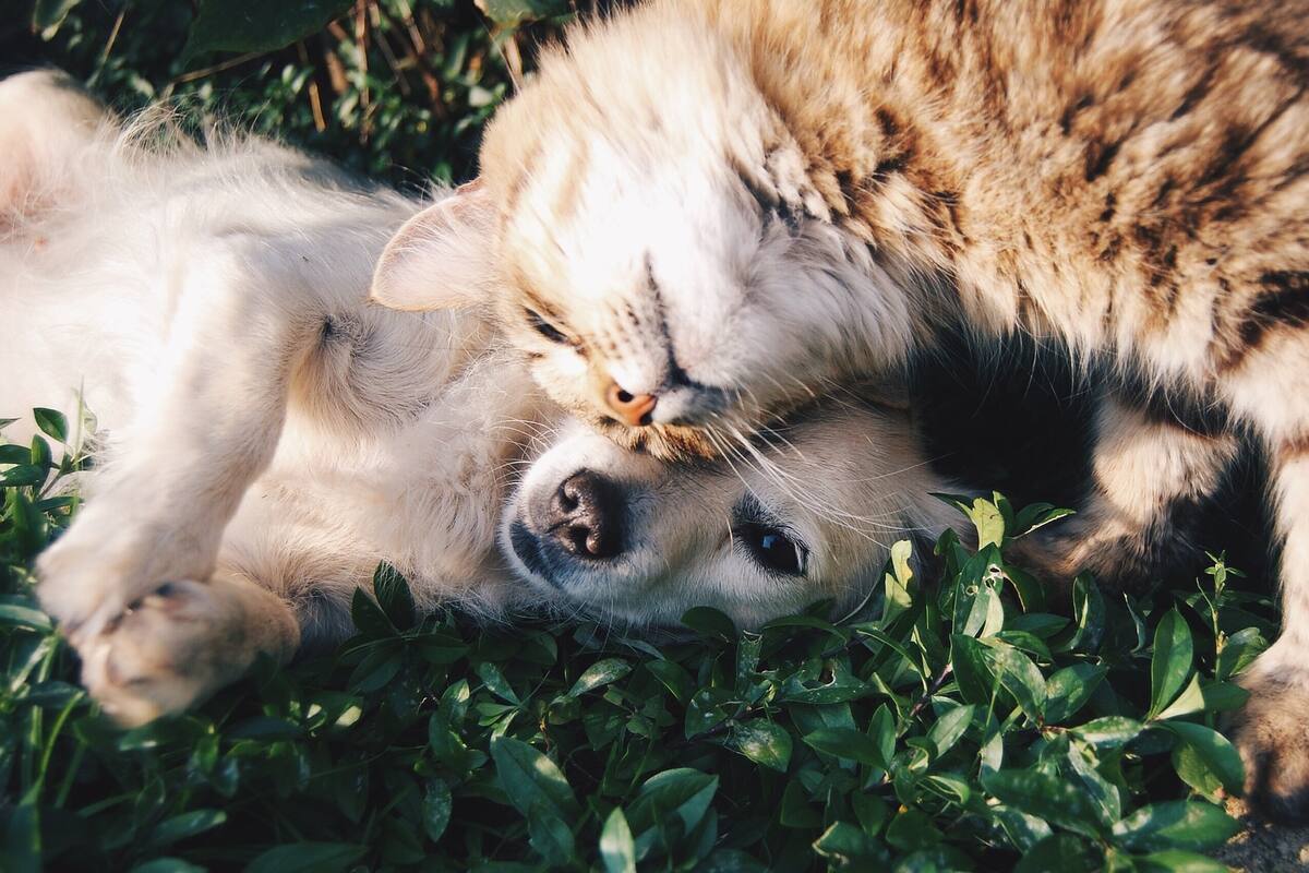 Un perro o gato de oficina no solo reducirá tus niveles de estrés, sino que también puede aumentar tu productividad