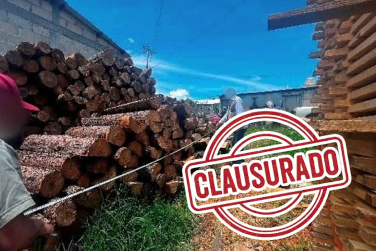 Clausuran dos centros madereros ilegales en Chiapas: almacenaban madera sin permisos ni autorización ambiental