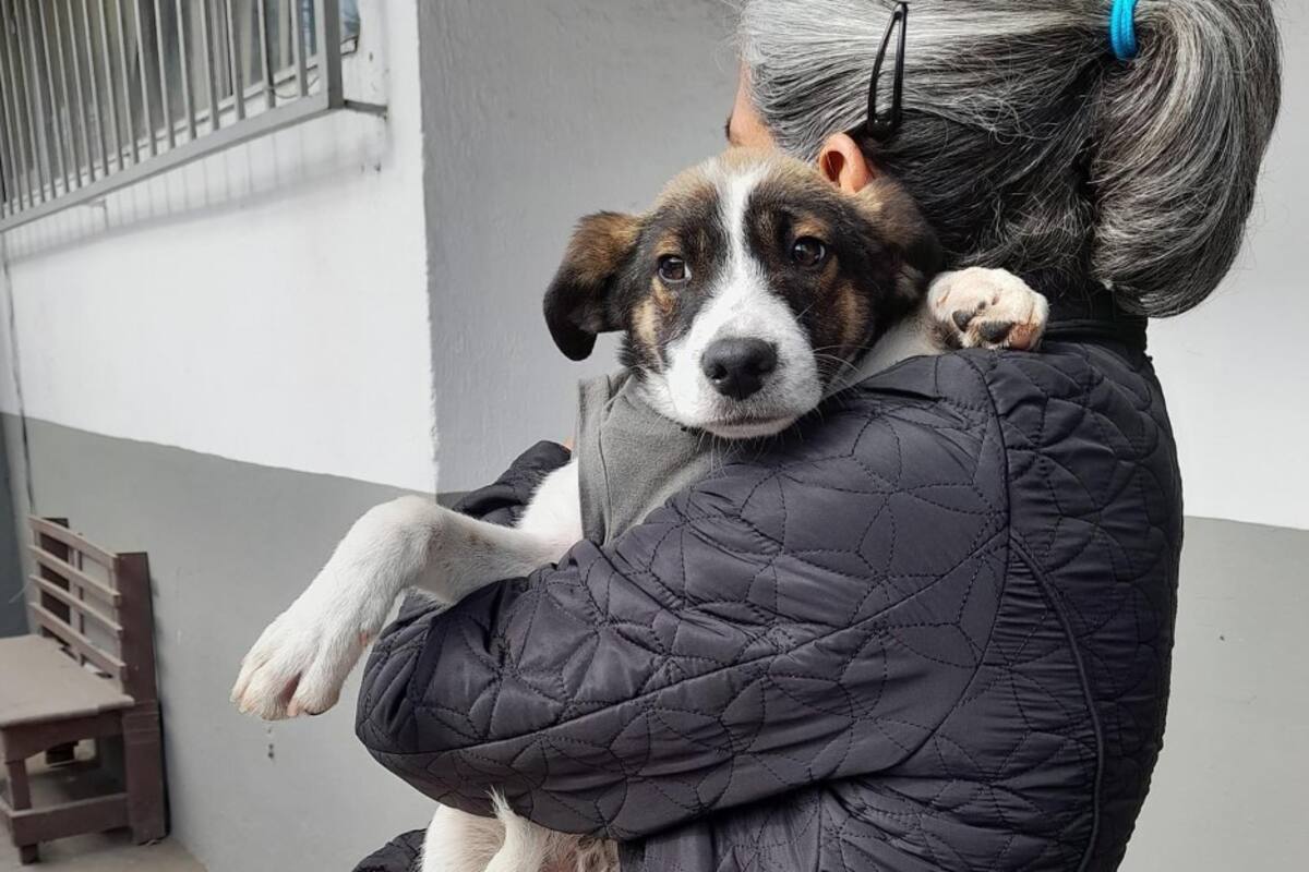 Municipio otorgará constancias de identidad para mascotas