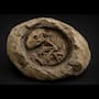 Un fósil conservó durante 250 millones de años un embrión dentro de su huevo y ahora los científicos lo estudian para entender cómo los huevos grandes pudieron ayudar al Lystrosaurus a sobrevivir a una extinción masiva