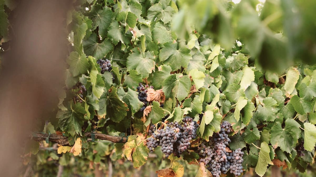 Se reduce 20% producción de vino en Baja California
