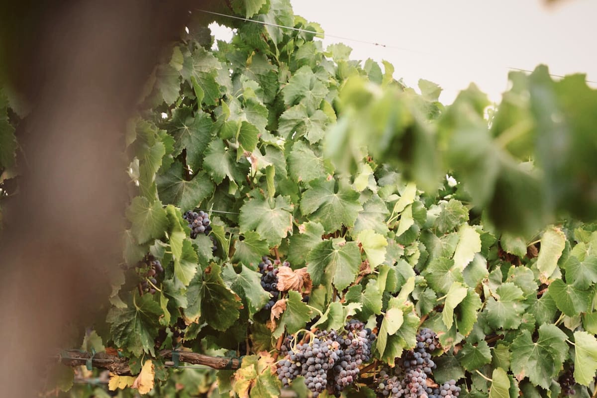 Se reduce 20% producción de vino en Baja California