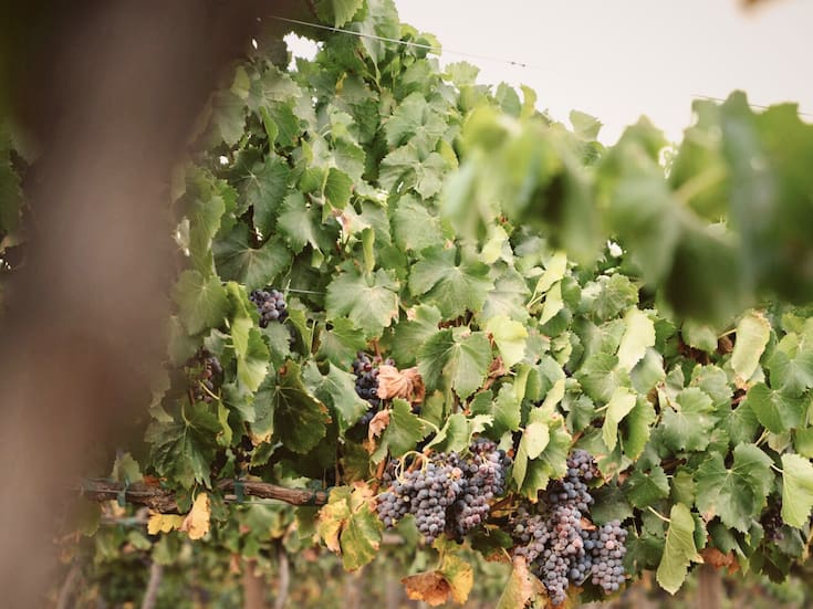 Se reduce 20% producción de vino en Baja California