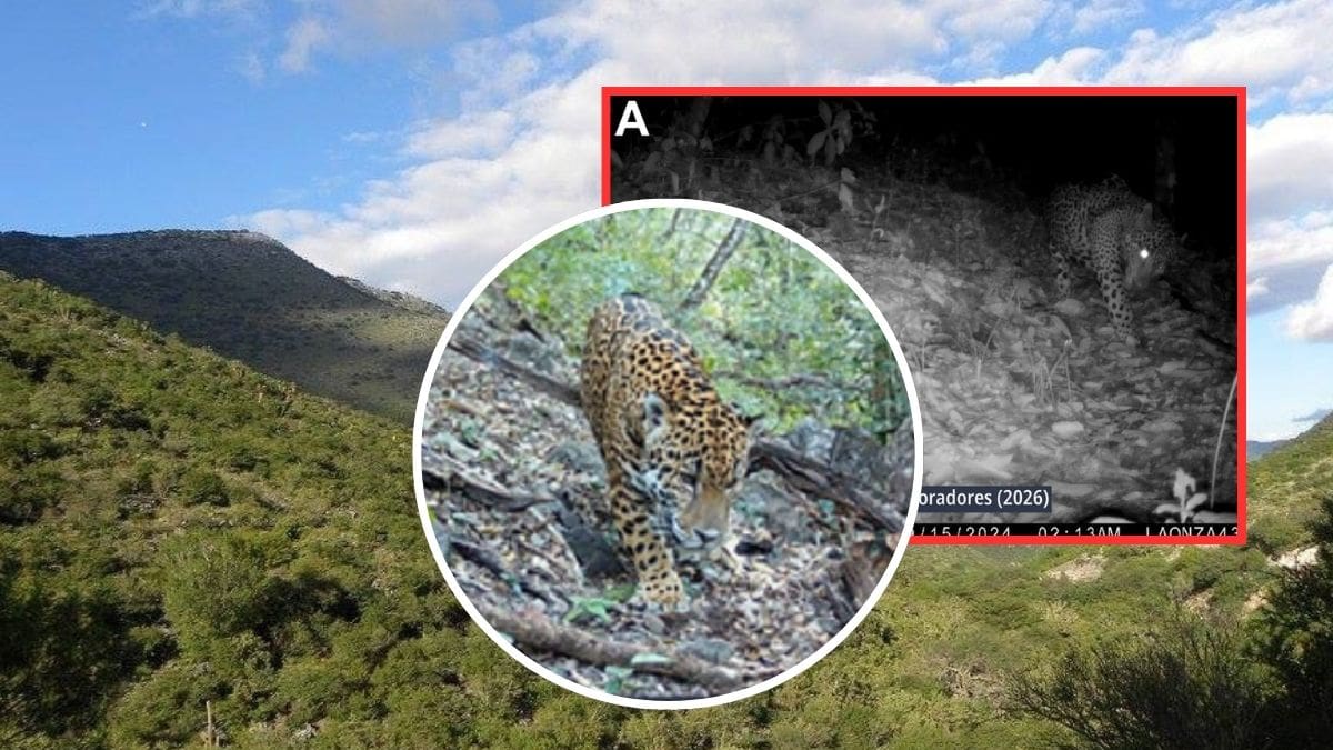 El jaguar es registrado por primera vez en la Sierra Gorda de Guanajuato y con su llegada se completan las seis especies de felinos en la reserva