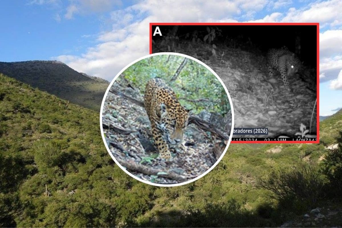 El jaguar es registrado por primera vez en la Sierra Gorda de Guanajuato y con su llegada se completan las seis especies de felinos en la reserva