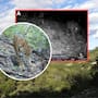 El jaguar es registrado por primera vez en la Sierra Gorda de Guanajuato y con su llegada se completan las seis especies de felinos en la reserva