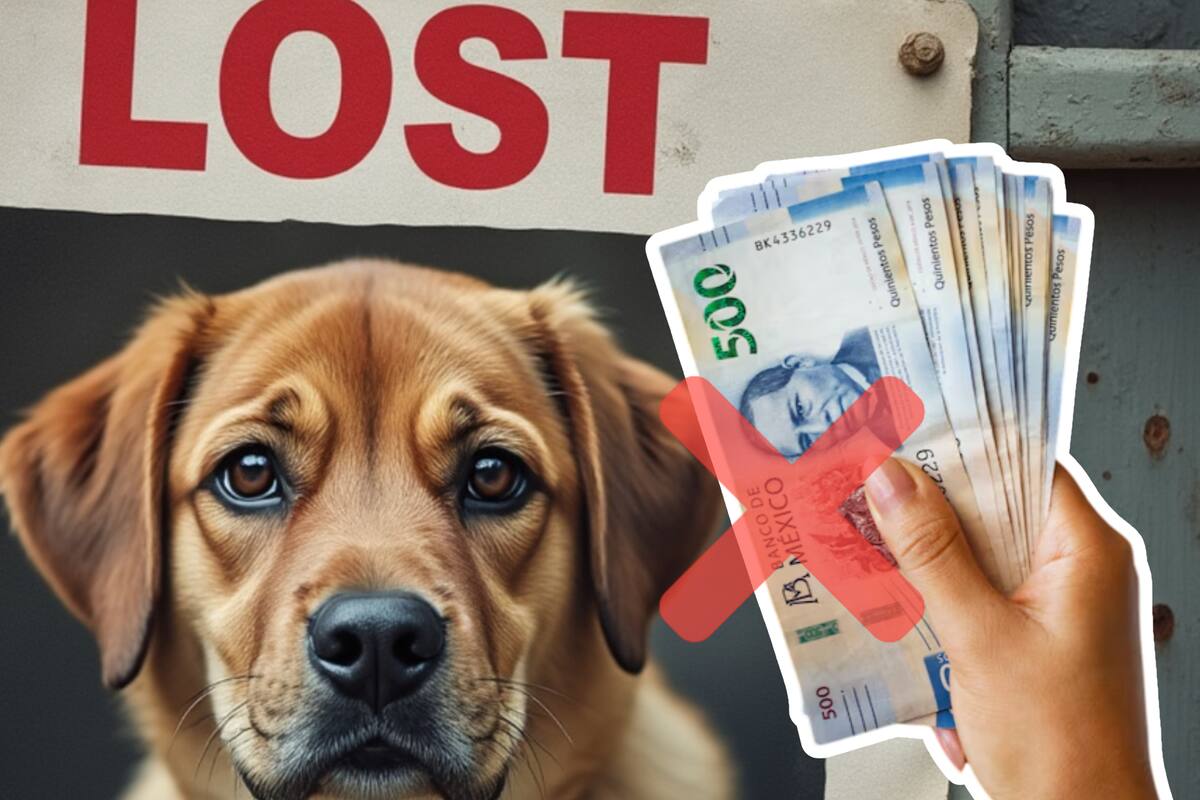 Evite recompensas por mascotas extraviadas; recomienda Protección Animal