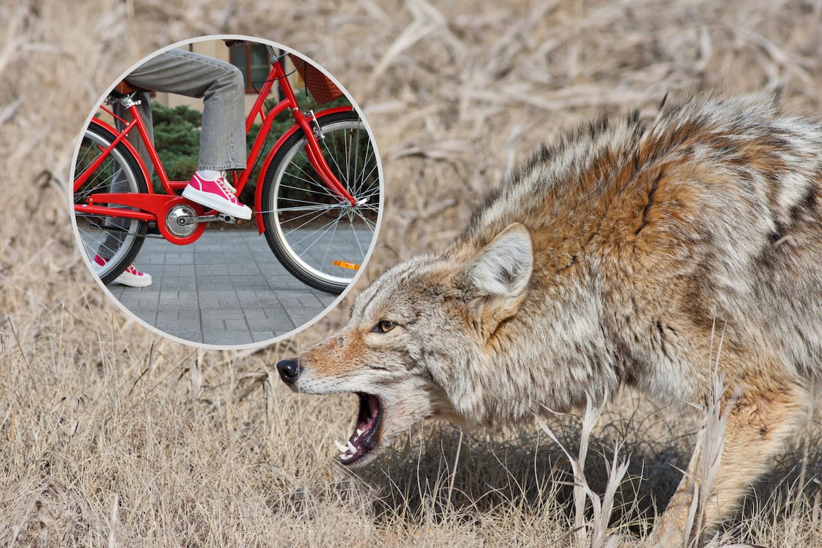 Un adolescente de 14 años fue atacado por tres coyotes mientras regresaba a su casa en bicicleta; lo mordieron y ahora recibe tratamiento contra la rabia