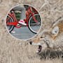 Un adolescente de 14 años fue atacado por tres coyotes mientras regresaba a su casa en bicicleta; lo mordieron y ahora recibe tratamiento contra la rabia
