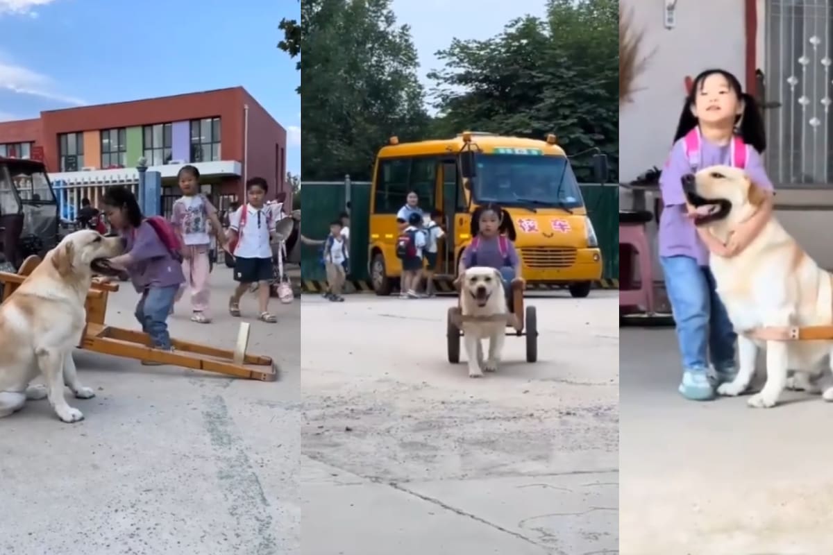 Perros en China garantizan seguridad escolar sin costo