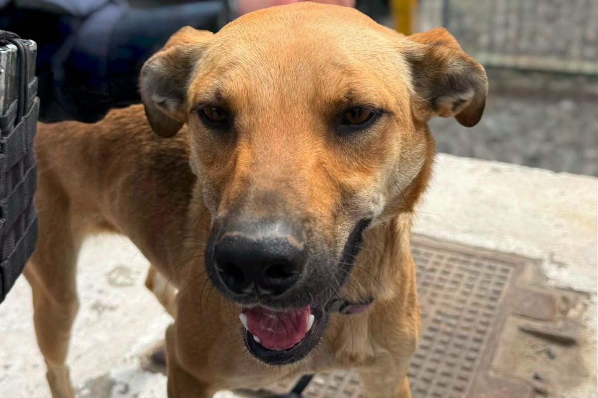 Rescatan a perro presuntamente maltratado y detienen a su propietario en Ensenada
