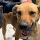 Rescatan a perro presuntamente maltratado y detienen a su propietario en Ensenada