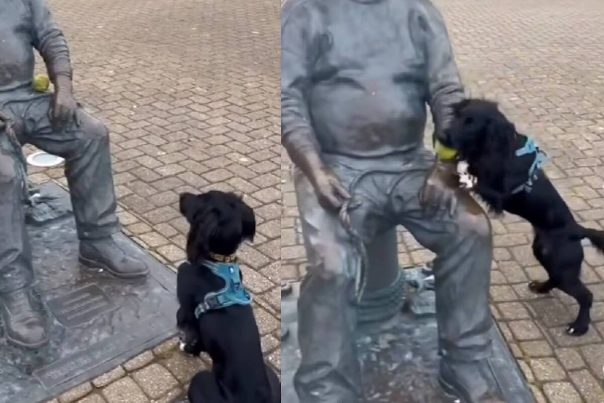 VIDEO VIRAL: Perro trata de jugar a la pelota con una estatua