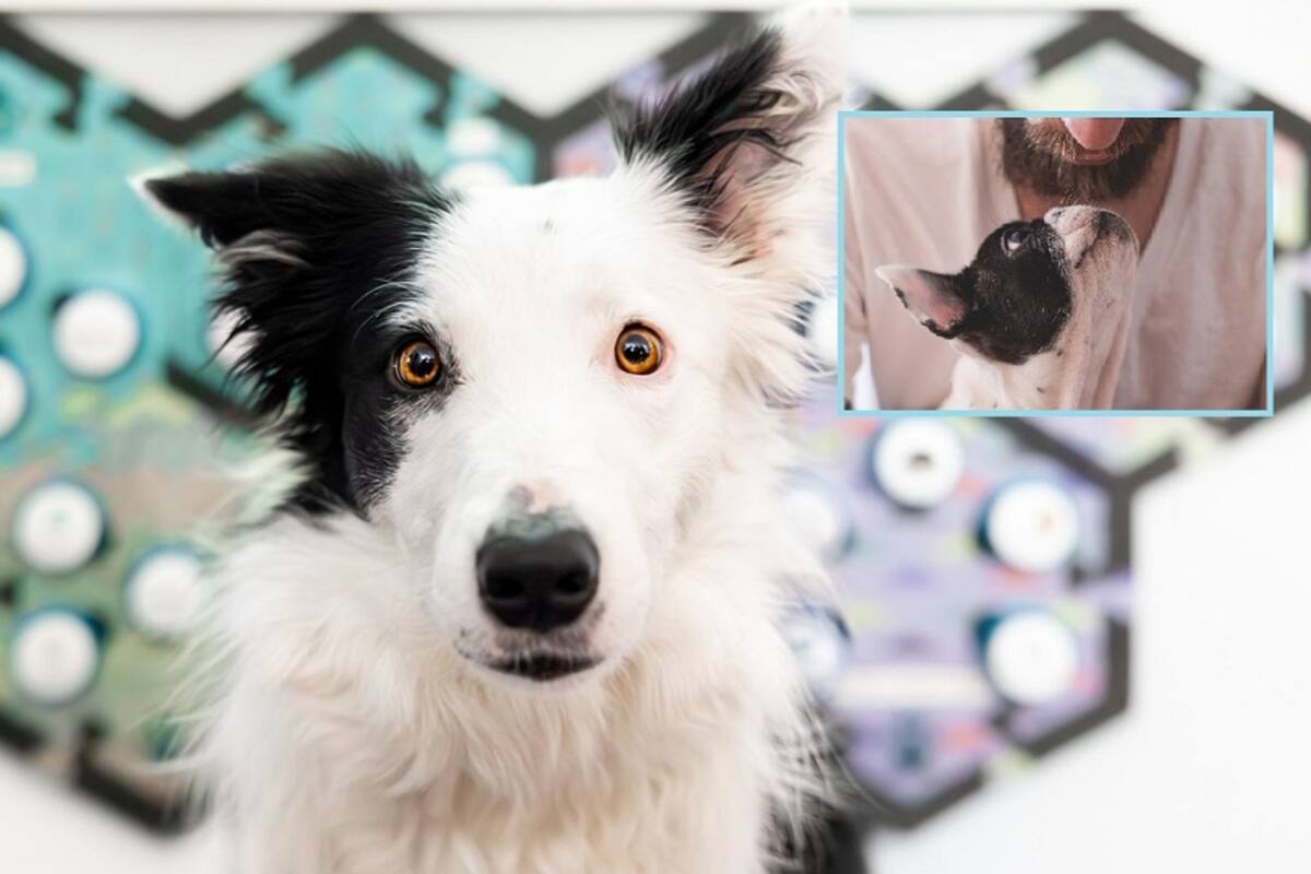 Estudio: Los perros entienden palabras aunque no las digan sus dueños