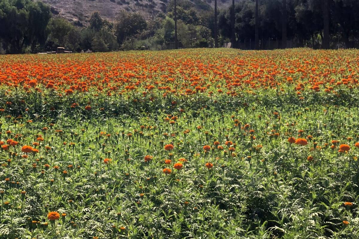 Venta de flores de Cempasúchil iniciará el fin de semana en Rosarito