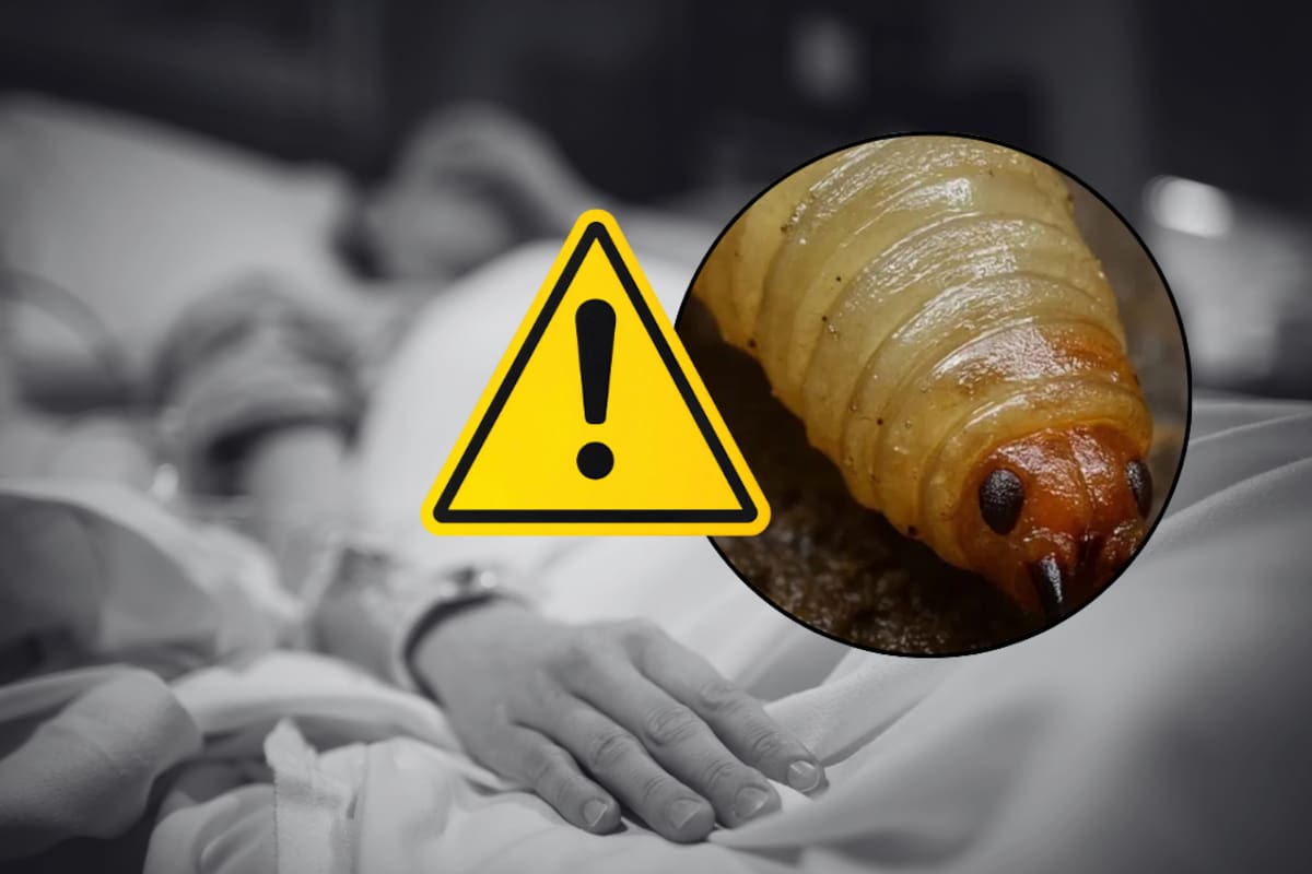 Confirman primer caso humano de gusano barrenador en México; hombre con diabetes fue hospitalizado de emergencia