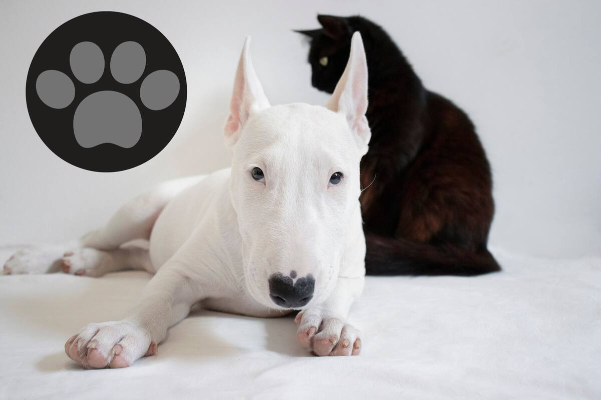 Descubre cuándo y por qué tus mascotas cambian de pelaje