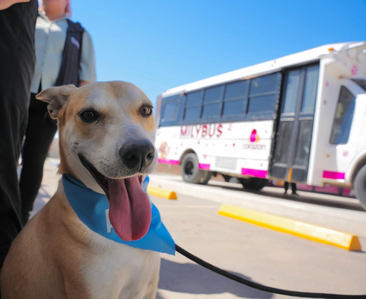 Cerca del 99% de los ingresos al santuario provienen de rescates realizados durante cateos relacionados con denuncias de maltrato animal, │Foto: Cortesía