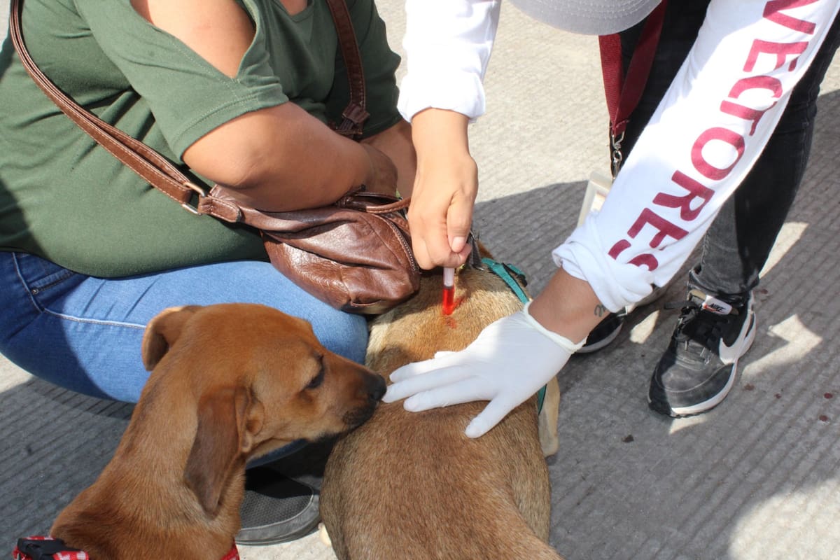 Realizan en Tijuana y Tecate acciones de prevención contra la rickettsiosis