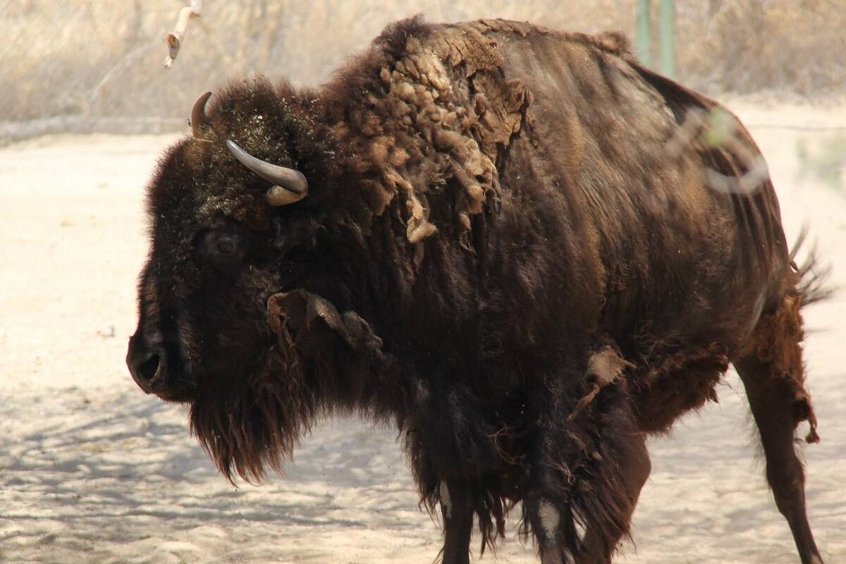 Bisonte embiste a policía; un día después de matar a su dueño con cornada