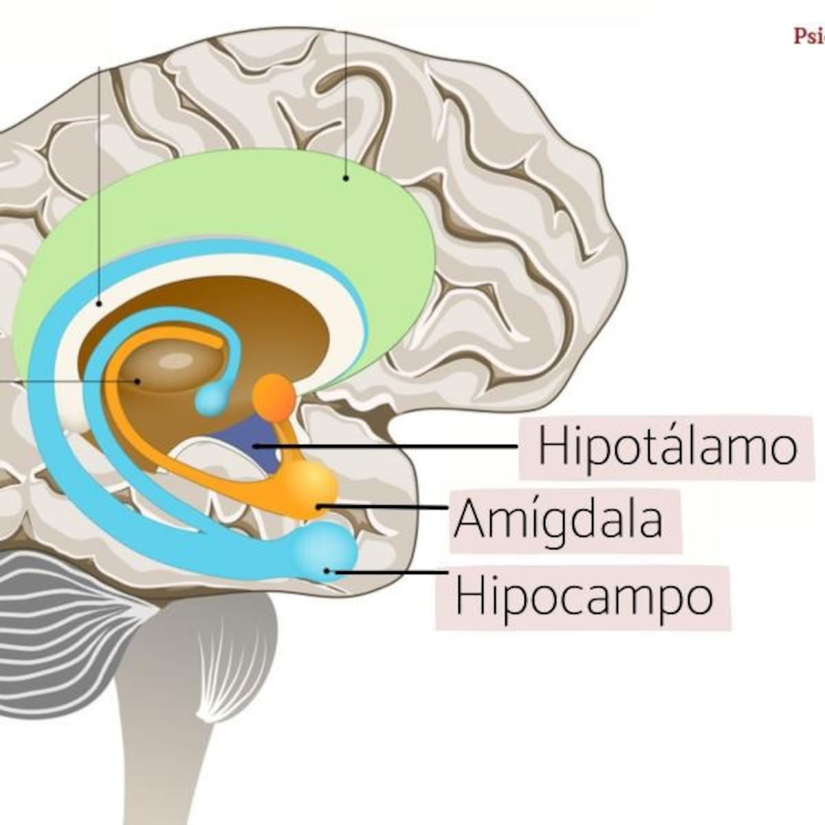 Amígdala e Hipocampo.