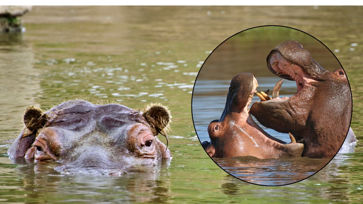 Tragedia en el río Sassandra: ataque de hipopótamo deja 11 personas desaparecidas en Costa de Marfil