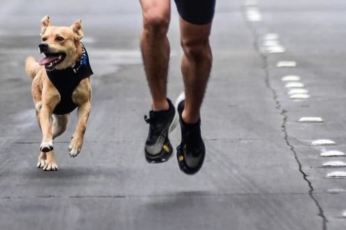 Realizan denuncia ante la FGE por la muerte del perrito “Chicles”