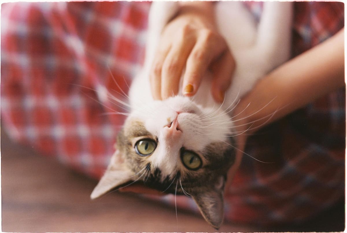 Alimento seco para felinos Purina Cat Chow Delimix | Pexels