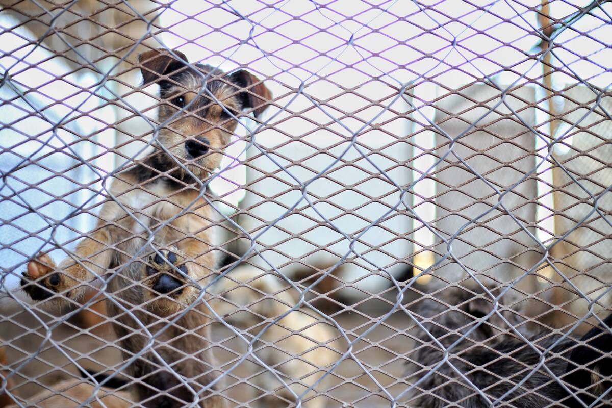 Captura CEMCA 50 perros por día