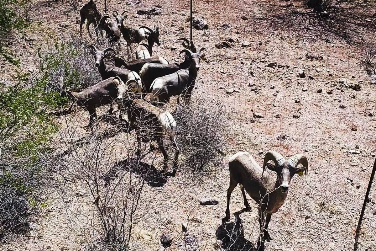 Ponen en libertad a 12 borregos cimarrones en San Carlos