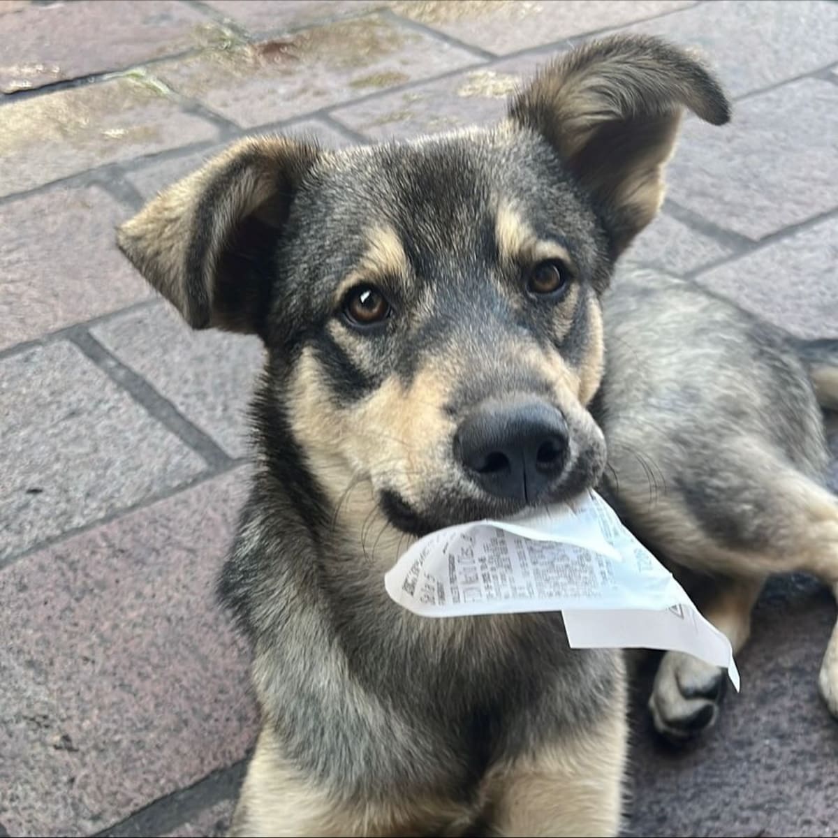 Maclovio, el perrito que se robó los reflectores del FICM 2025 | Instagram @ficm