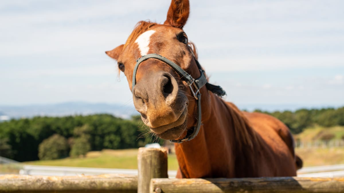Los caballos pueden oler el miedo humano: un estudio descubrió que el sudor producido durante una situación aterradora aumenta su alerta, eleva su frecuencia cardiaca y reduce el contacto con las personas