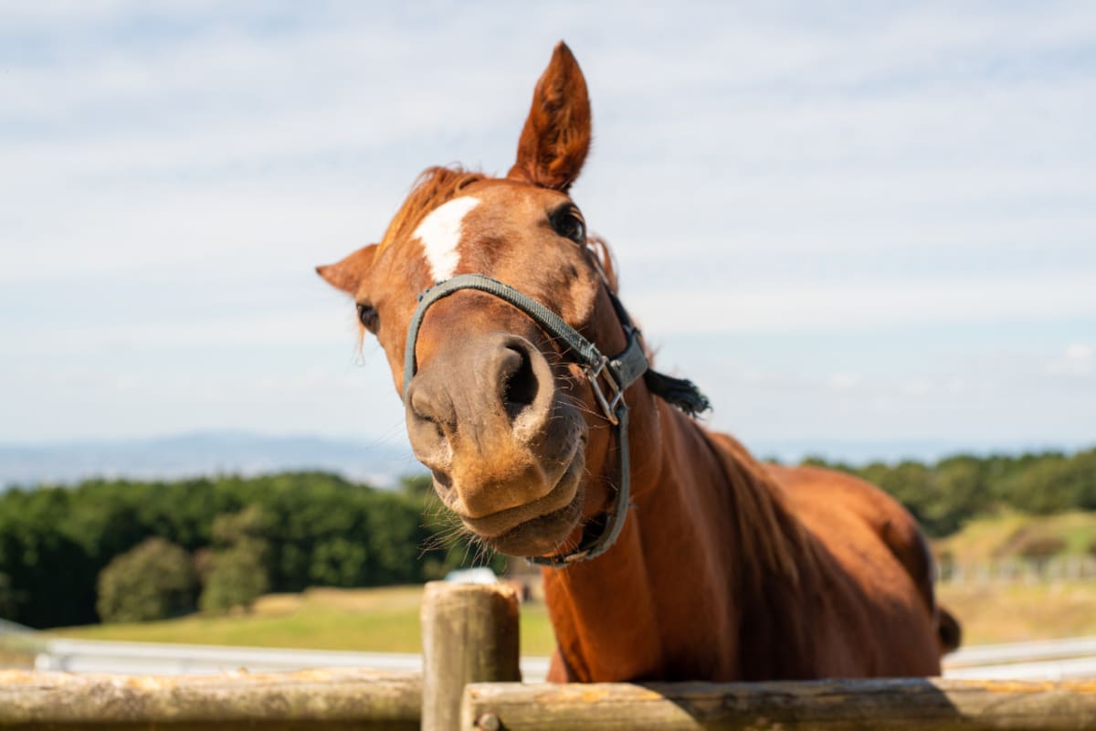 Los caballos pueden oler el miedo humano: un estudio descubrió que el sudor producido durante una situación aterradora aumenta su alerta, eleva su frecuencia cardiaca y reduce el contacto con las personas